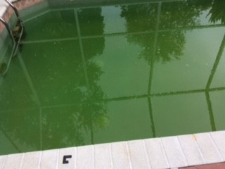 Green Pool with Algae