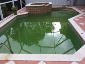 Palm Beach Swimming Pool Service - Green-to-Clean - CCA BEFORE