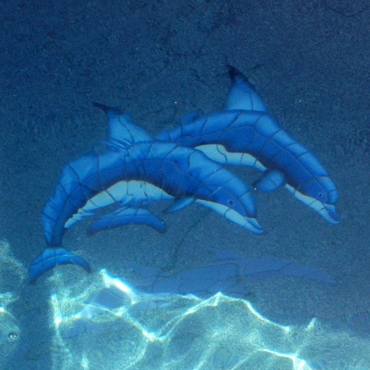 Dolphin Duo             